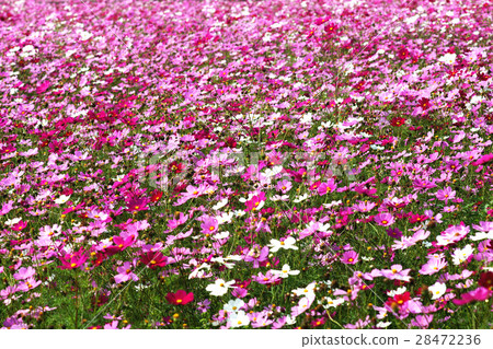 大波斯菊 大波斯菊 28472236