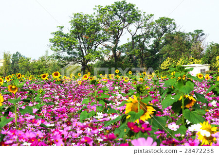 大波斯菊 大波斯菊 28472238