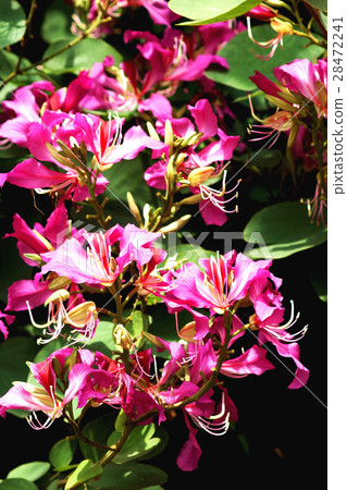 艷紫荊 艷紫荊 28472241
