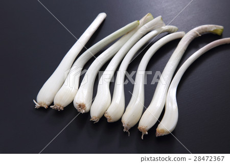 shallot shallot 28472367