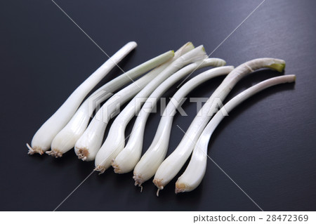 shallot shallot 28472369