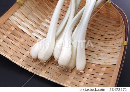 shallot 28472371