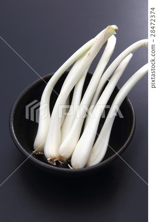 shallot shallot 28472374