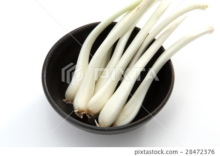 shallot shallot 28472376