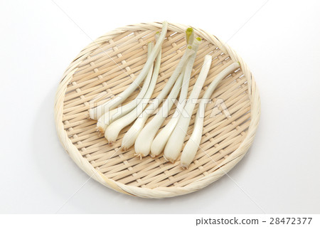 shallot shallot 28472377