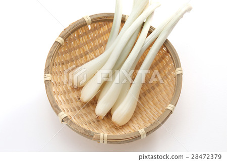 shallot shallot 28472379