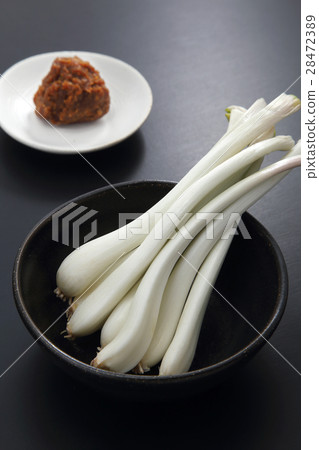 shallot shallot 28472389