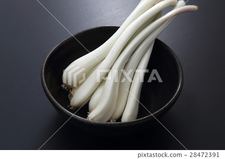 shallot shallot 28472391
