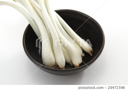 shallot shallot 28472396