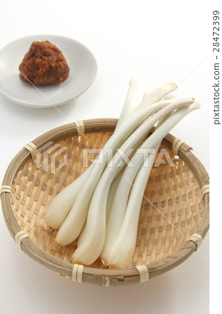shallot shallot 28472399