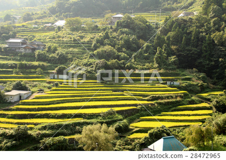 Rice terraces 28472965