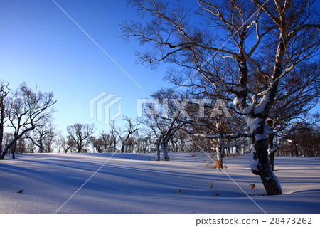 早晨多雪的領域~Horaiishi冬天風景 早晨多雪的領域~Horaiishi冬天風景 28473262