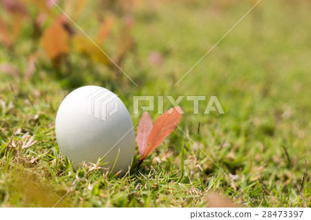 egg on grass of easter concept 28473397