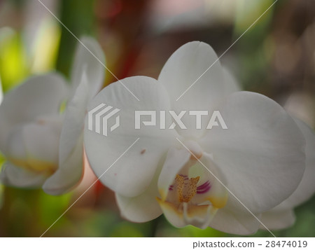 Orchid Orchid 28474019