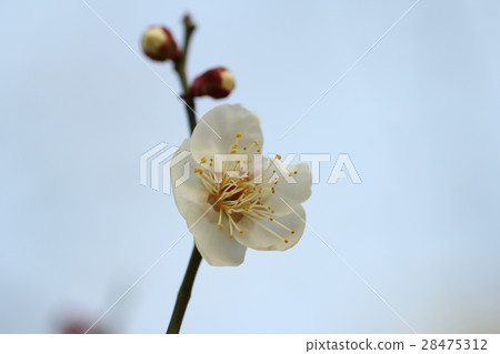 plum	 28475312