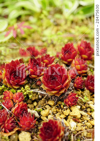 Attractive succulent plant Senperbium Attractive succulent plant Senperbium 28475630