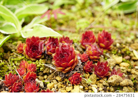 Attractive succulent plant Senperbium Attractive succulent plant Senperbium 28475631