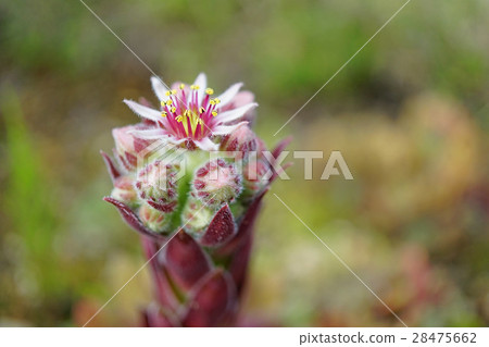 Attractive succulent plant Senperbium flowers Attractive succulent plant Senperbium flowers 28475662