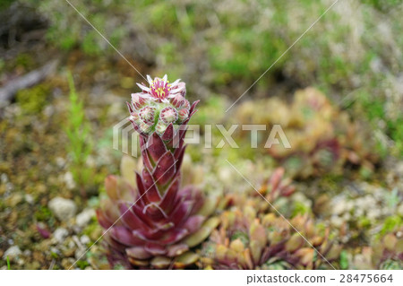 Attractive succulent plant Senperbium flowers Attractive succulent plant Senperbium flowers 28475664