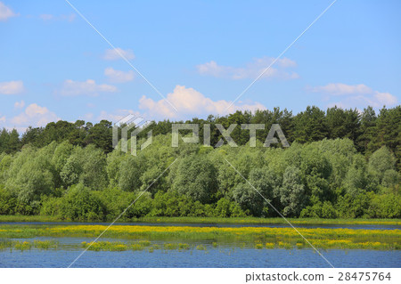 Volkhov river in summer 28475764