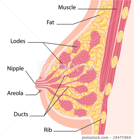 Women breast cross section - Stock Illustration [28475969] - PIXTA