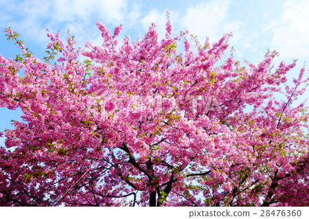 Kawazu cherry tree in full bloom Kawazu cherry tree in full bloom 28476360