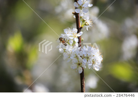 白櫻花 28476446