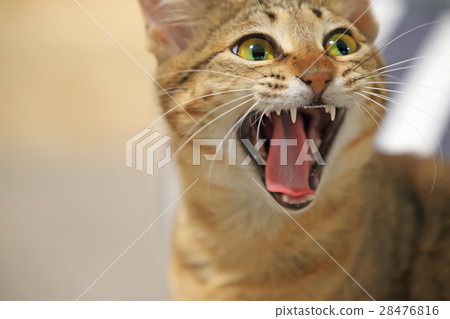 Pheasant cat 28476816