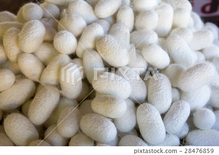 Group of silkworm in white cocoon stage background 28476859