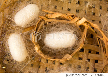 White silkworm in cocoon stage on weave craft 28476860