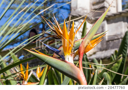 Strelitzia Or Bird Of Paradise Flower in portugal Strelitzia Or Bird Of Paradise Flower in portugal 28477760