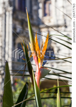 Strelitzia Or Bird Of Paradise Flower in portugal Strelitzia Or Bird Of Paradise Flower in portugal 28477763