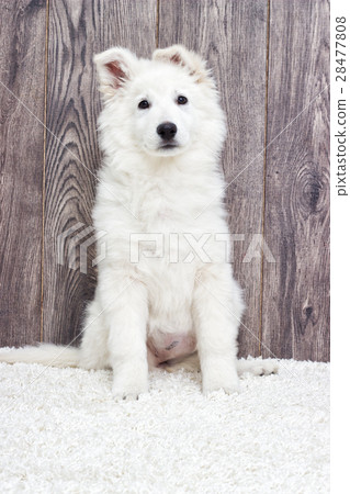Berger Blanc Suisse puppy fluffy carpet Berger Blanc Suisse puppy fluffy carpet 28477808