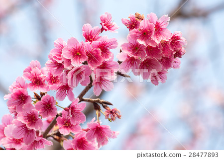 Spring cherry blossoms, pink flowers 28477893