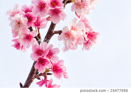 Spring cherry blossoms, pink flowers 28477898