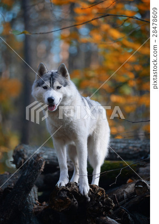 Huskies - king of the hill  Huskies - king of the hill  28478609