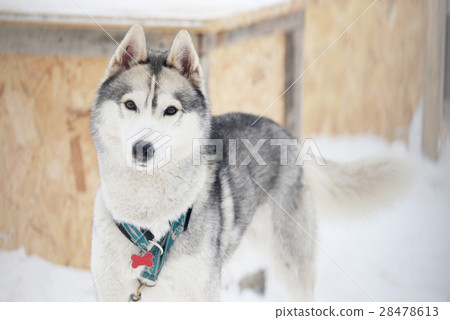 gray Siberian Husky gray Siberian Husky 28478613