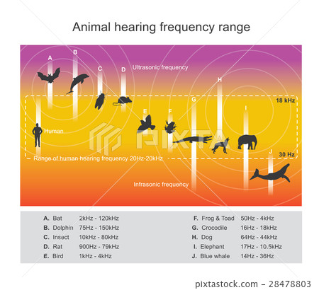 Hearing range describes the range of frequencies. Hearing range describes the range of frequencies. 28478803