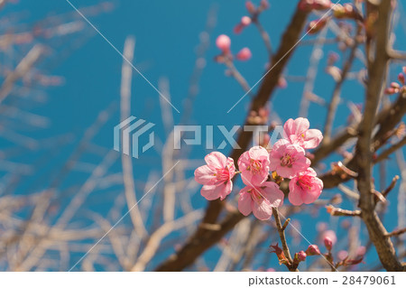 beautiful Pink Cherry blossom flowers vintage sky  28479061