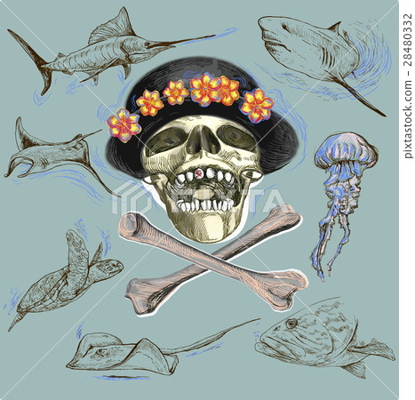 Pirate skull and underwater life Hand drawn vector 28480332