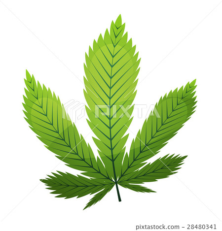Cannabis Leaf 28480341