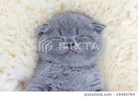 Kitten on white blanket Kitten on white blanket 28480764