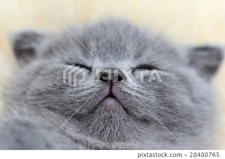Close gray kitten portrait 28480765