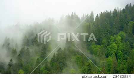 Landscape with fog in mountains 28480824