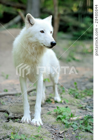 White wolf White wolf 28480844