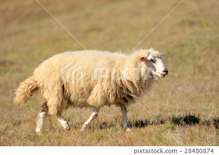 Sheep on a field Sheep on a field 28480874