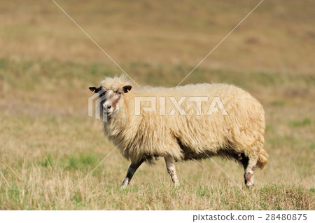 Sheep on a field Sheep on a field 28480875