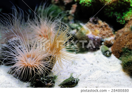 Underwater scene Underwater scene 28480880