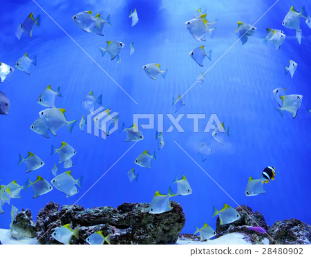 Underwater scene 28480902
