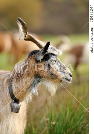 Goat in mountain. Autumn season 28481244